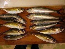 加太漁港 飛ばしサビキでアジ&イワシの姿