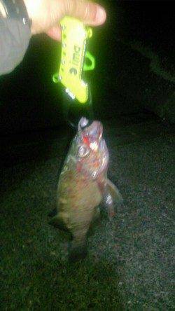 紀ノ川河口周辺のライトゲームで良型メバル