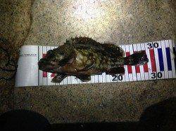 東二見人工島メバリング〜ボイル音多数あり数投目でメバルヒット！