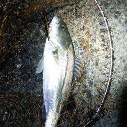 貝塚でバチ抜けシーバス、ボイルがチラホラ見えました