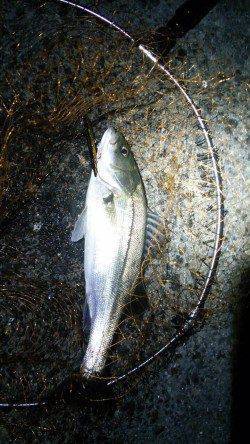 貝塚でバチ抜けシーバス、ボイルがチラホラ見えました