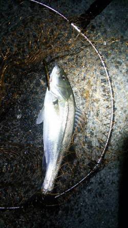 貝塚でバチ抜けシーバス、ボイルがチラホラ見…