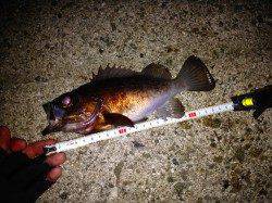 須磨でメバリング、沖の表層でバイトが集中しメバル連発