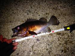 須磨でメバリング、沖の表層でバイトが集中し…