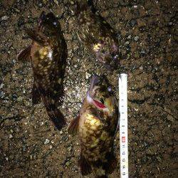 妻鹿漁港メバリング〜ボトムでムラソイ・ガシラ