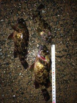 妻鹿漁港メバリング〜ボトムでムラソイ・ガシラ