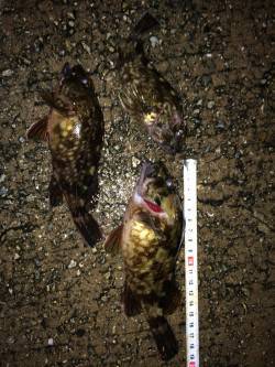 妻鹿漁港メバリング〜ボトムでムラソイ・ガシ…