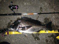 舞洲チニング〜46.5、45、44cmのチヌ3連発V(^_^)V