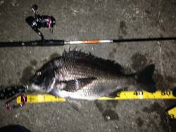 舞洲チニング〜46.5、45、44cmのチ…