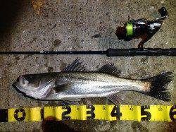 大阪南港にてルアーでシーバスの釣果