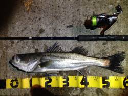 大阪南港にてルアーでシーバスの釣果