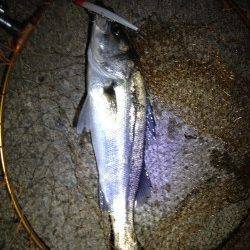 キッズアングラー今年もGET！ 貝塚バチ抜けシーバス