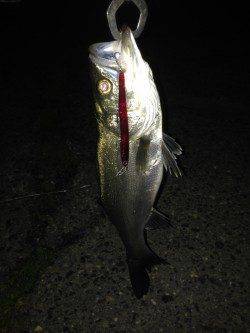 貝塚バチ抜けシーバス、本日は2ヒット2キャッチ0バラシ