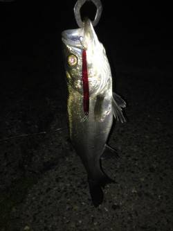 貝塚バチ抜けシーバス、本日は2ヒット2キャ…