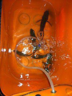 雨あがりの水潮で渋めでしたが釣果あり〜田尻漁港メバリング