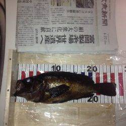 香住のメバリング〜プラグの方が釣果が出ました