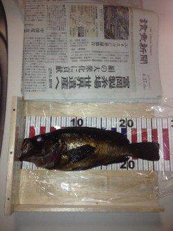 香住のメバリング〜プラグの方が釣果が出ました