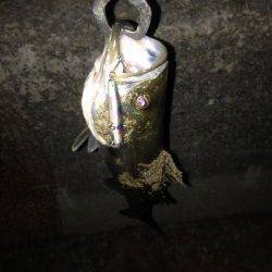 貝塚周辺バチ抜けシーバス〜2ヒット1キャッチ1バラシ