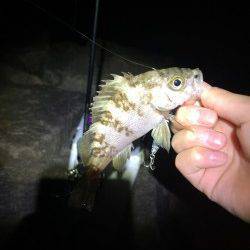 りんくう　藻が水面にある状況でのメバリング