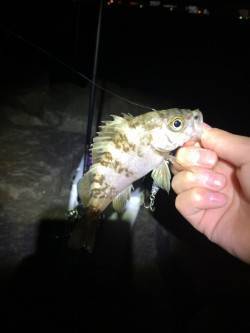 りんくう　藻が水面にある状況でのメバリング…