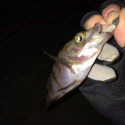 田尻漁港 一晩中のメバリングも小メバルのみ