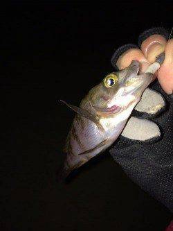 田尻漁港 一晩中のメバリングも小メバルのみ