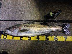 貝塚　微かなライズを狙い撃ち！渾身のシーバスゲット