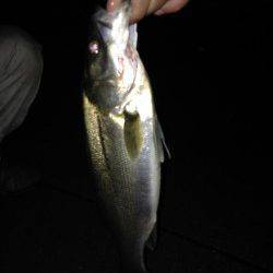 汐見埠頭にて雨の中シーバス、デットスローリトリーブでヒット