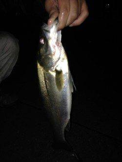 汐見埠頭にて雨の中シーバス、デットスローリトリーブでヒット