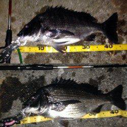 舞洲チニング〜46.5、45、44cmのチヌ3連発V(^_^)V