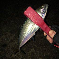 柴山港数型ともに満足なアジング釣行〜ジグヘッド1gで好反応！