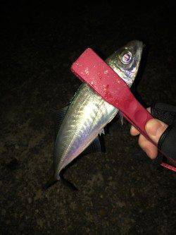 柴山港数型ともに満足なアジング釣行〜ジグヘッド1gで好反応！