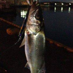 貝塚シーバス〜表層をデットスローで巻いていると釣れました