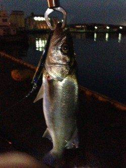 貝塚シーバス〜表層をデットスローで巻いていると釣れました