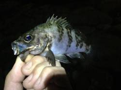 東二見人工島メバリング〜ボイル音多数あり数…