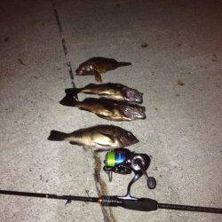 香住のメバリング〜プラグの方が釣果が出ました