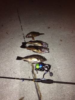 香住のメバリング〜プラグの方が釣果が出まし…