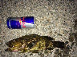 南芦屋浜南側ベランダの西端でタケノコメバル27cmのナイスファイト