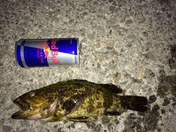 南芦屋浜南側ベランダの西端でタケノコメバル…