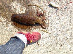 湯浅にてヤエンでアオリイカをキャッチ！