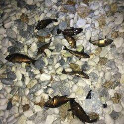 りんくう、良型のメバルも♪