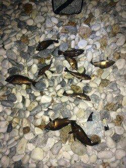 りんくう、良型のメバルも♪