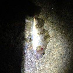 りんくう　藻が水面にある状況でのメバリング