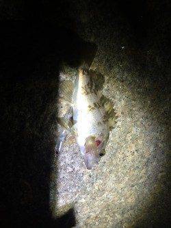 りんくう　藻が水面にある状況でのメバリング