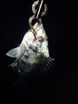 武庫川河口でチニング、アタリはたくさんありました