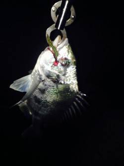 武庫川河口でチニング、アタリはたくさんあり…