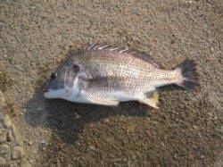 武庫川河口　ぶっこみ釣りでキビレ40cm☆