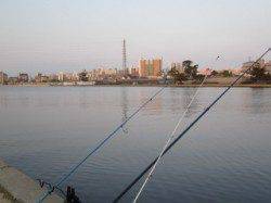 武庫川河口　ぶっこみ釣りでキビレ40cm☆