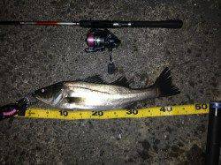 舞洲でのチニング、三度目の正直でアタリ3回目にゲット