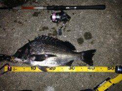 舞洲でのチニング、三度目の正直でアタリ3回目にゲット